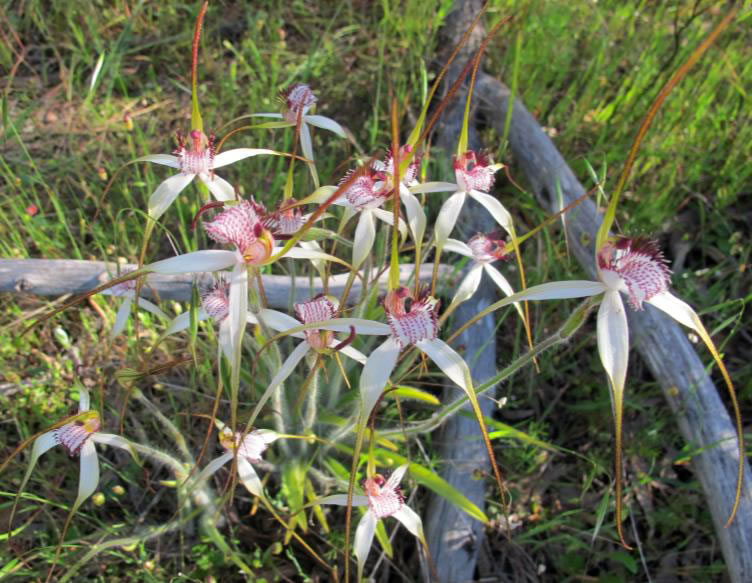 White SpiderOrchids Candy's Reserve Moora